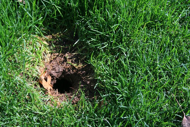 What Causes Holes in My Lawn?