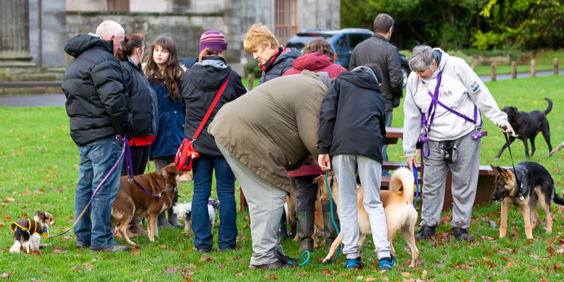 Dog Pack Walks