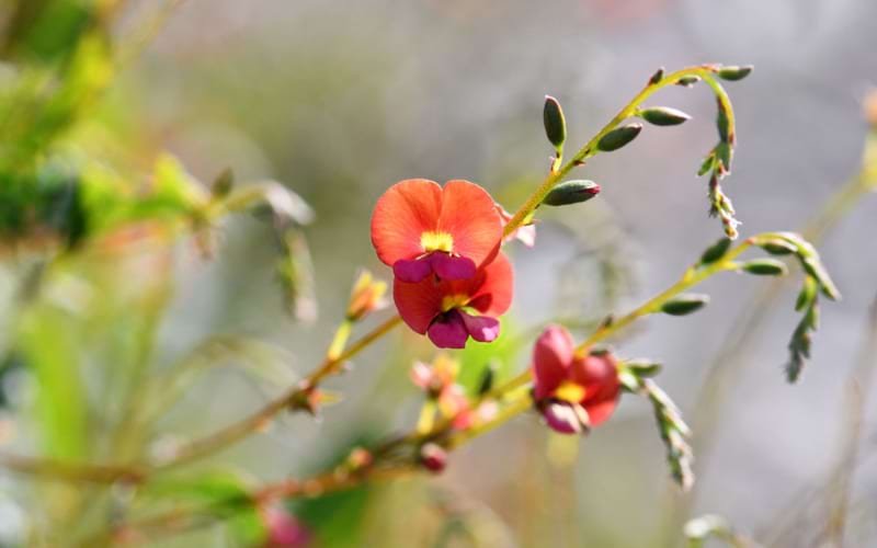 Chorizema flower