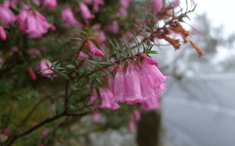 Common Heath