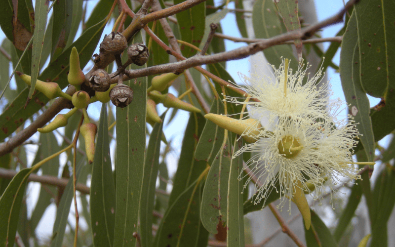 Eucalyptus flower