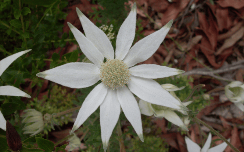 Flannel Flower
