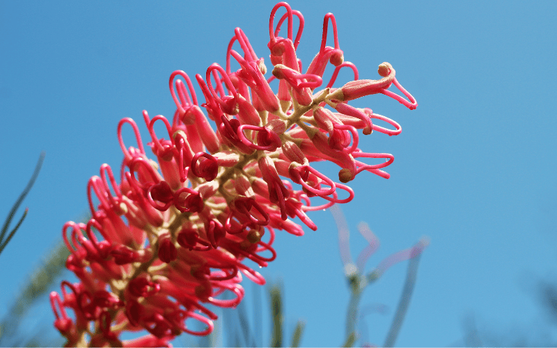 Grevillea flower