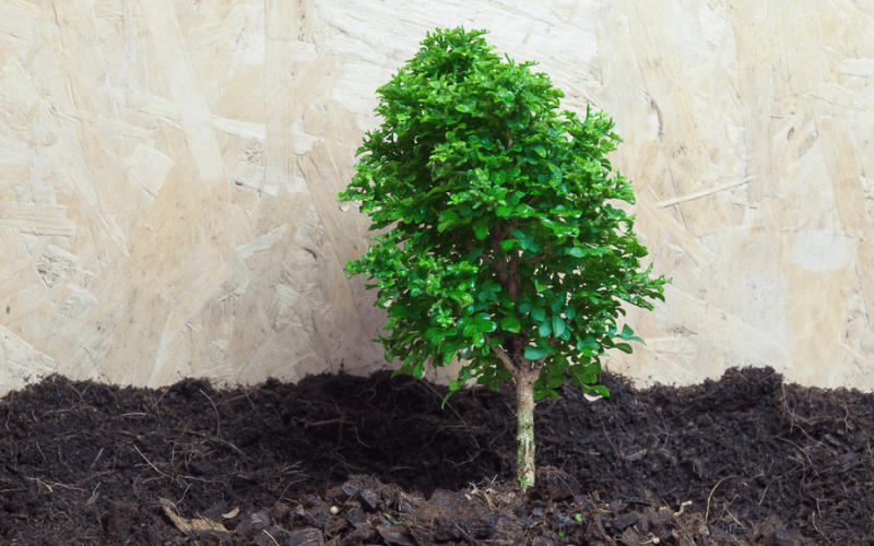 How to Grow Murraya Hedge
