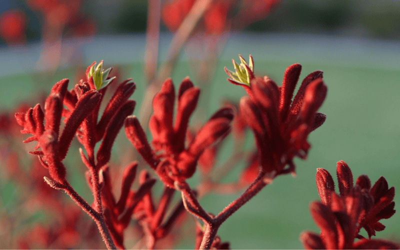 Kangaroo Paws
