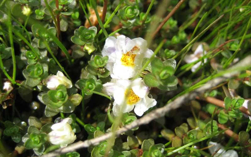 Monkey Flowers
