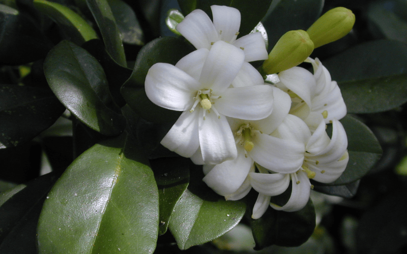 Murraya Paniculata Flower