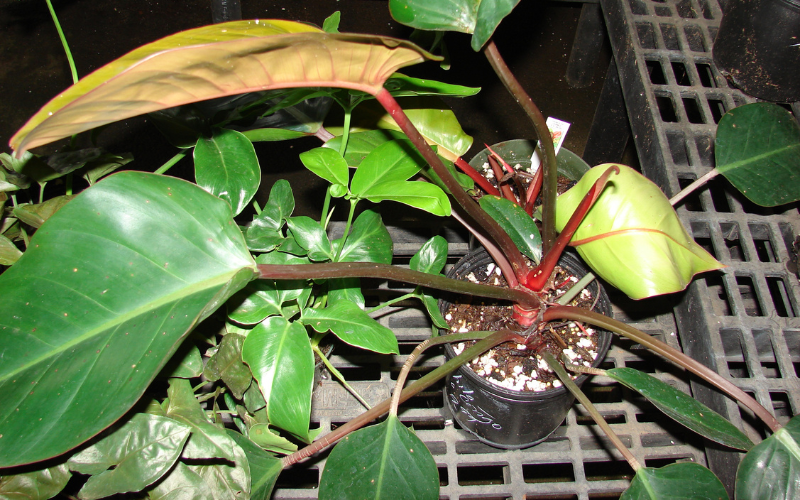 Growing the Philodendron Prince of Orange