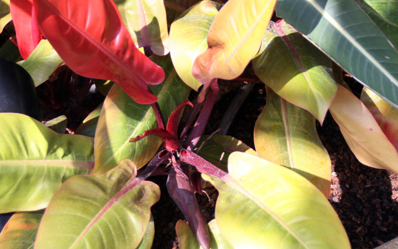 Philodendron Prince of Orange
