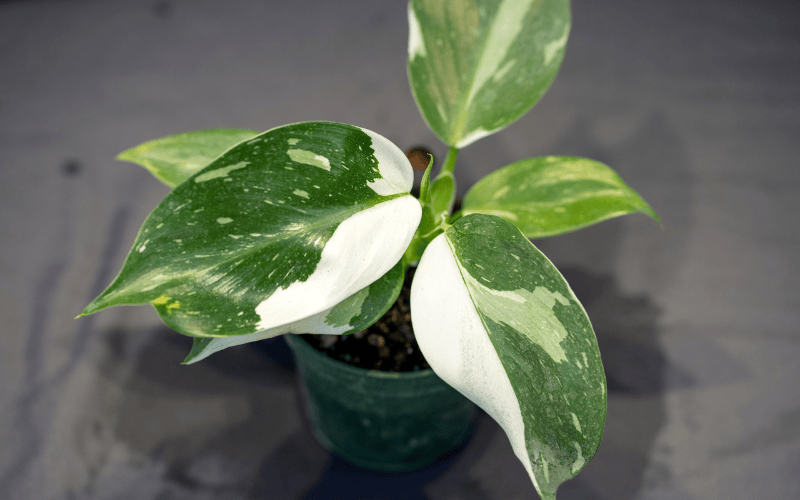 Philodendron ‘White Princess’ 