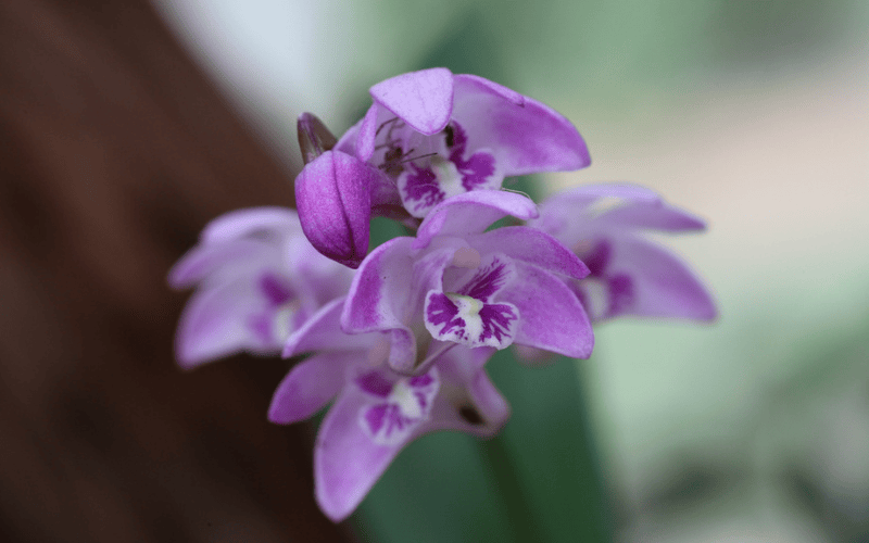Pink Rock Lilly