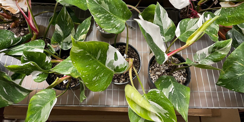 How to Propagate the Philodendron White Princess
