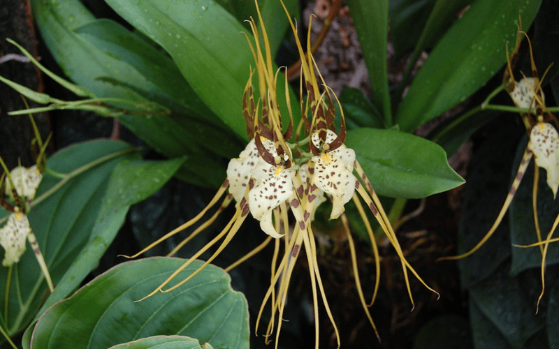 Spider Orchid