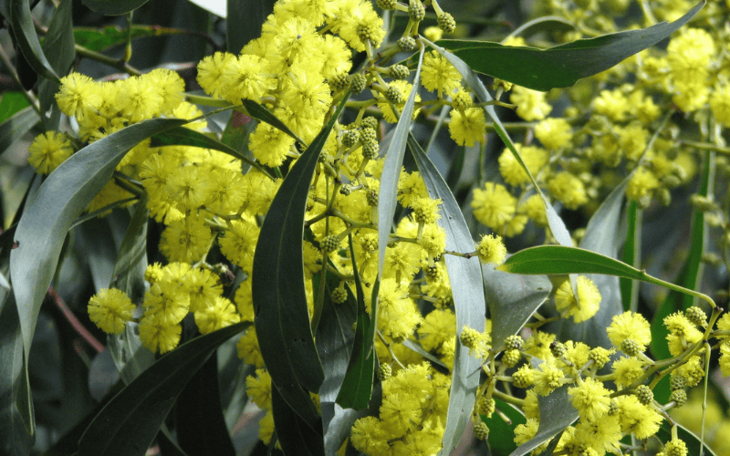 Wattle flower