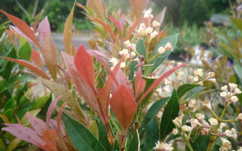 Acmena Smithii ‘Minor’