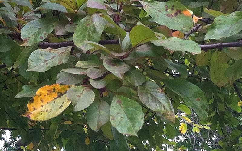 Apple Scab on Leaves