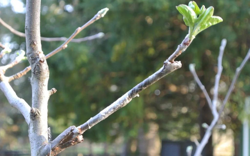 Apple Tree Grafting