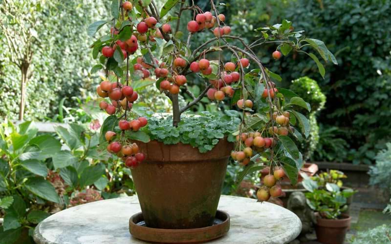 Growing an Apple Tree in a Pot or Container