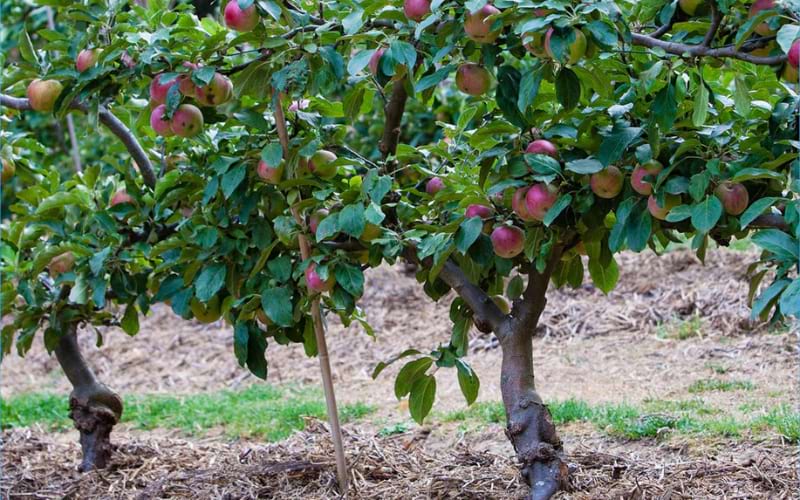 Apple Trees