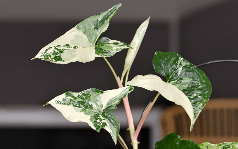 Arrowhead Vine