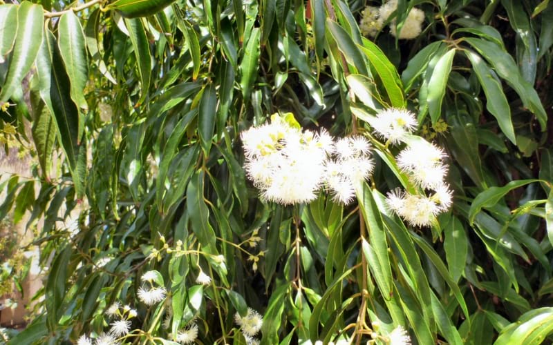 Waterhousea floribunda