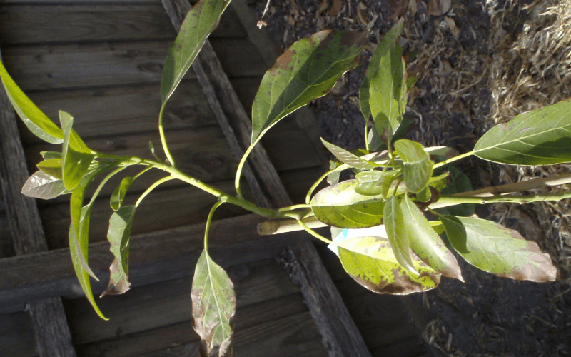 Avocado Tree Root Rot