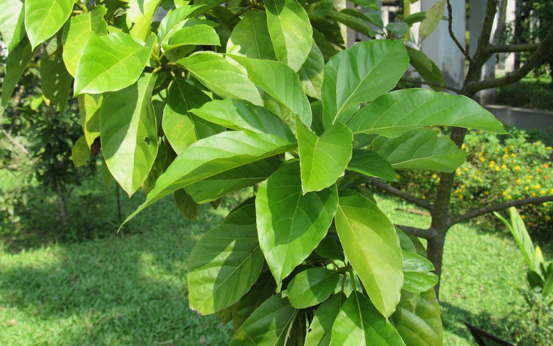 Avocado Plant