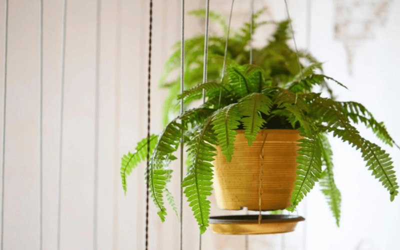 Boston Fern