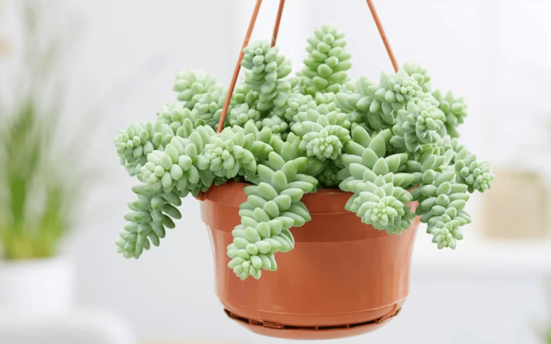 Burro’s Tail