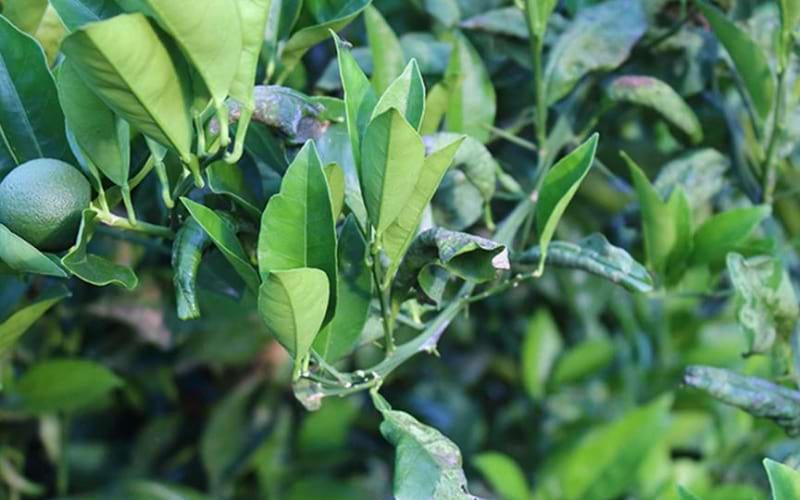 Signs of Citrus Leaf Miner
