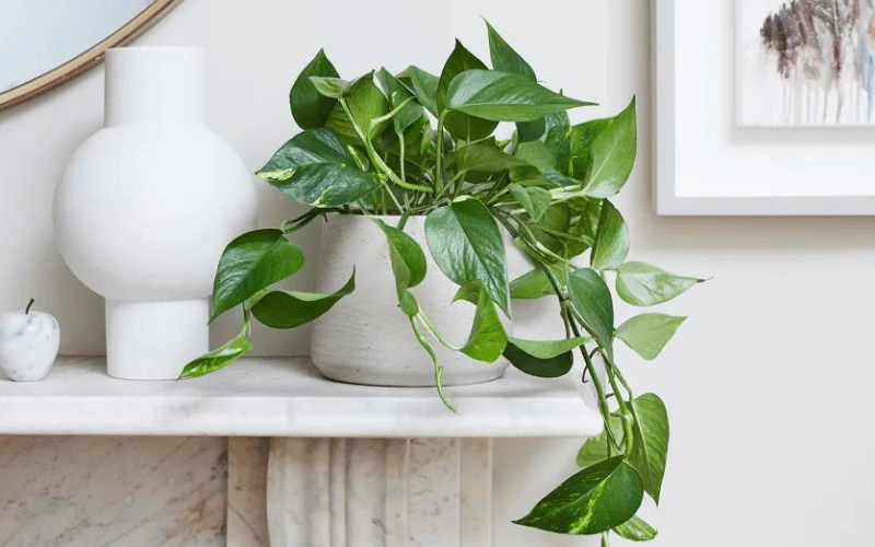 Devil’s Ivy