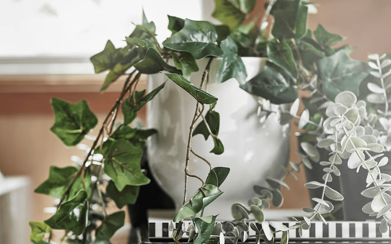English Ivy