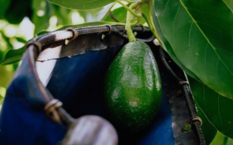 How to Harvest Avocados