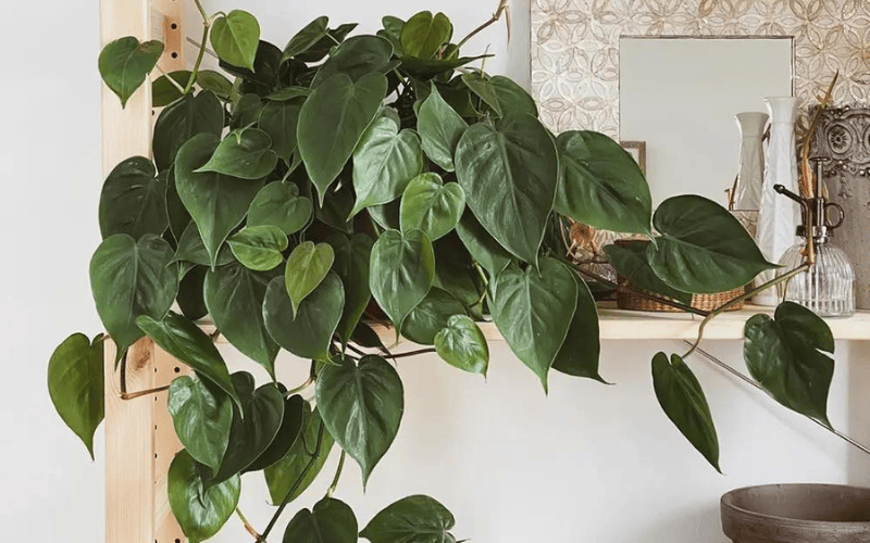 Heartleaf Philodendron