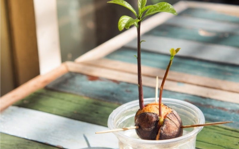 How to Grow an Avocado Tree
