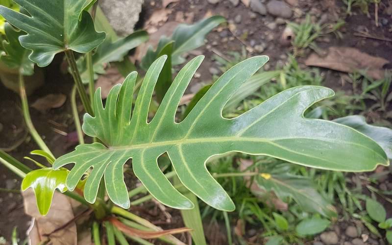 How to Grow Philodendron Xanadu