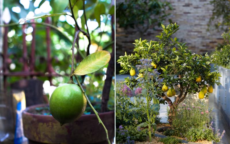 Pots (Left) and Garden Beds (Right)