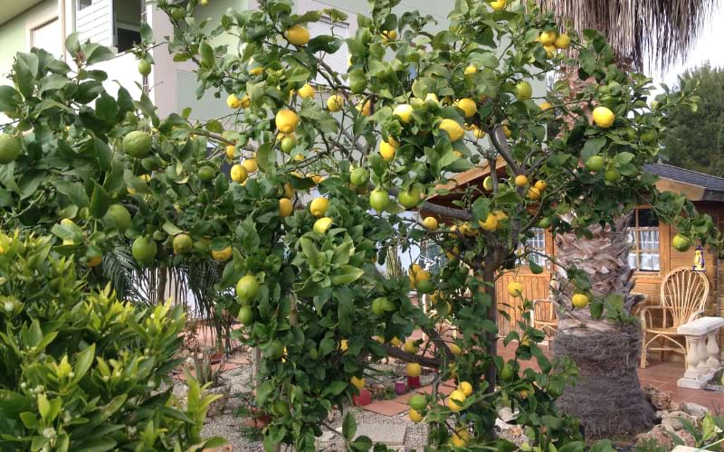 Lemon Tree