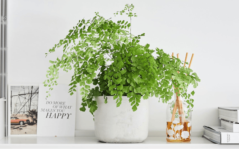Maidenhair Fern