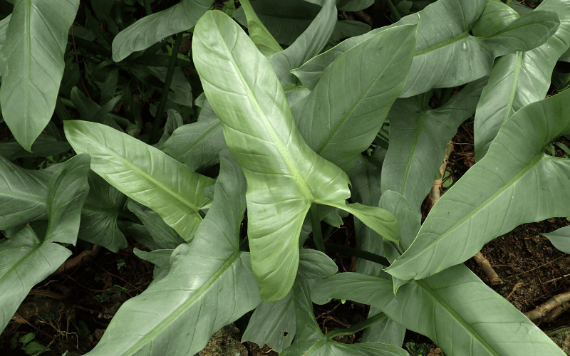 Philodendron Silver Sword