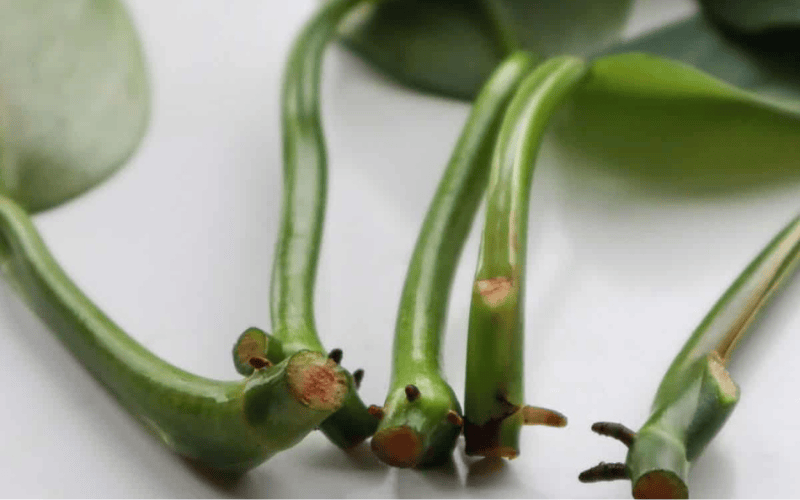Propagating Philodendron Silver Sword by Cutting
