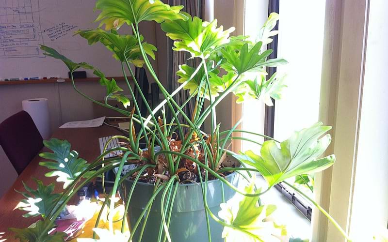 Philodendron Xanadu Care Guide