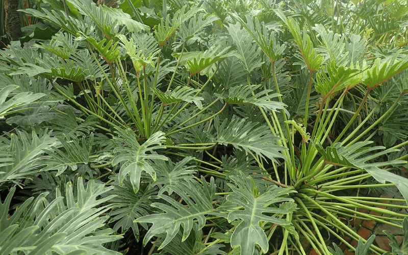 Philodendron Xanadu Plant