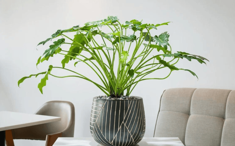 Philodendron Xanadu Uses Cases
