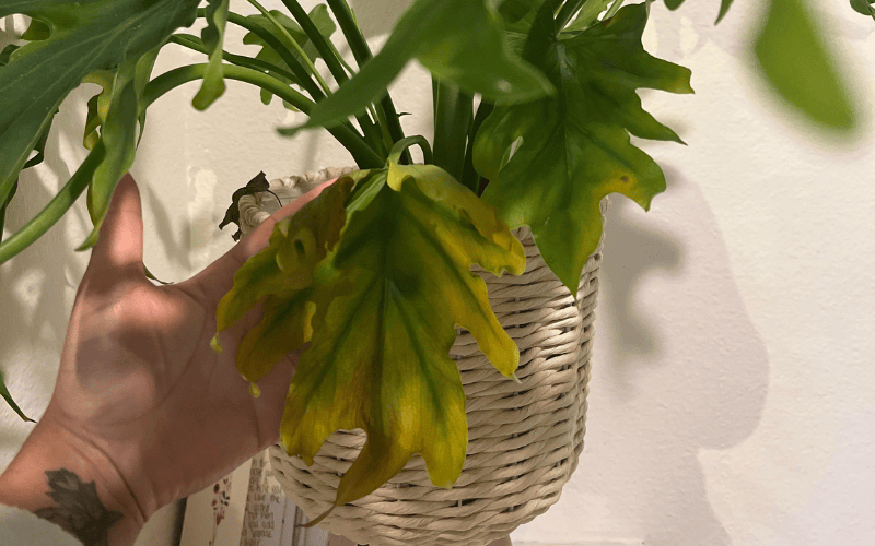 Philodendron Xanadu Yellow Leaves