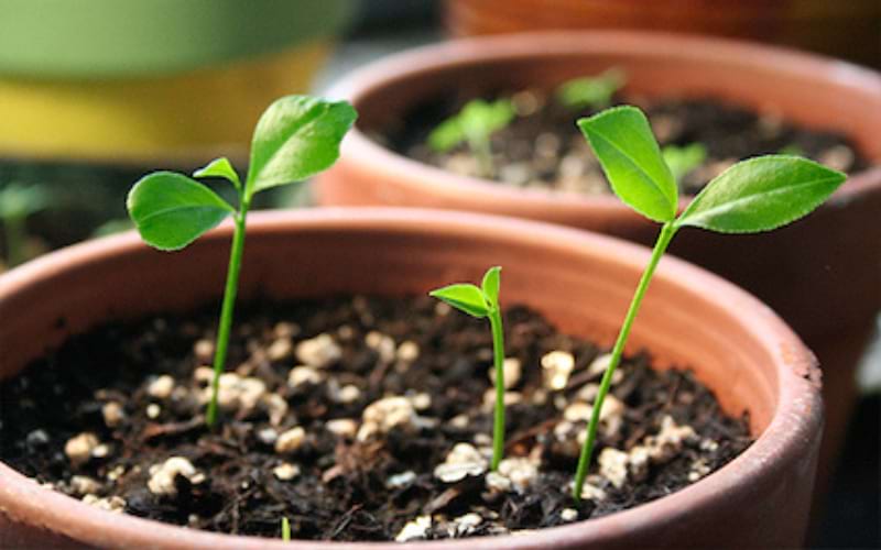 Propagating by Seeds 