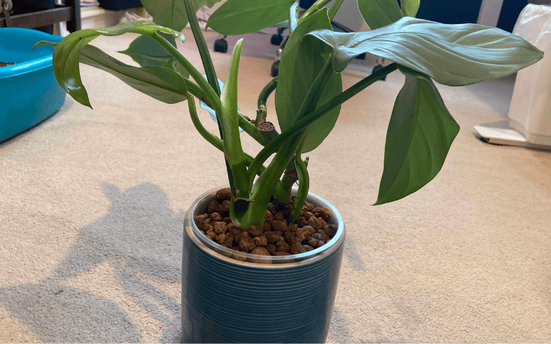 Propagating Silver Sword Through LECA