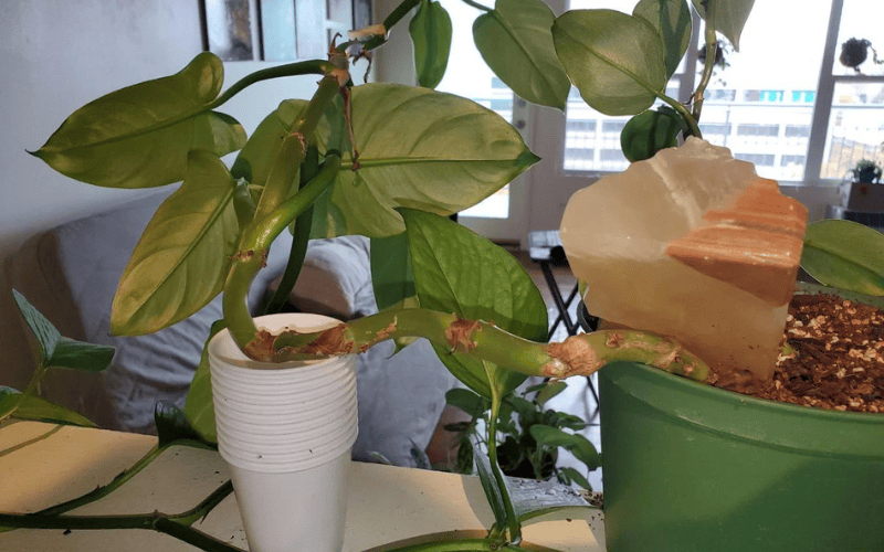 Potting and Repotting Philodendron Silver Sword
