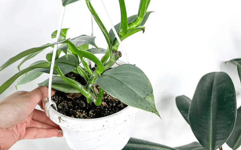 Philodendron Silver Sword Use Cases