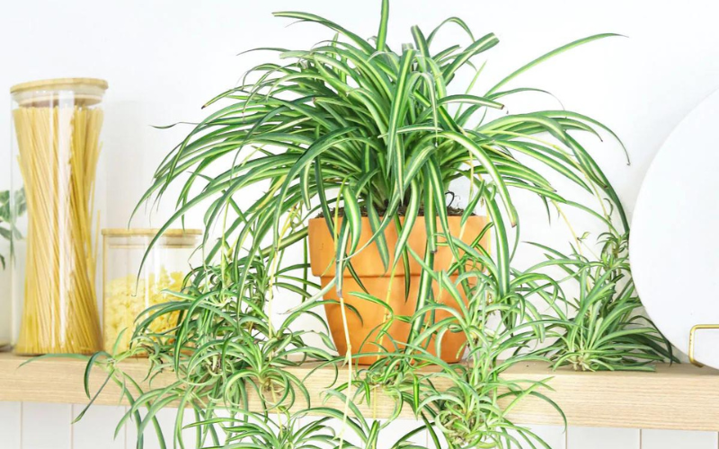 Spider Plant